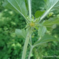 Acanthospermum hispidum DC.